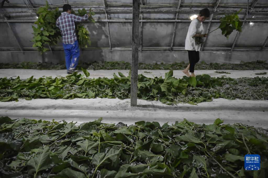 博壹论坛白菜大全
