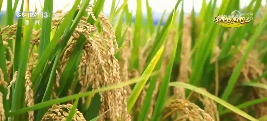 开户免费送白菜平台汽车座垫